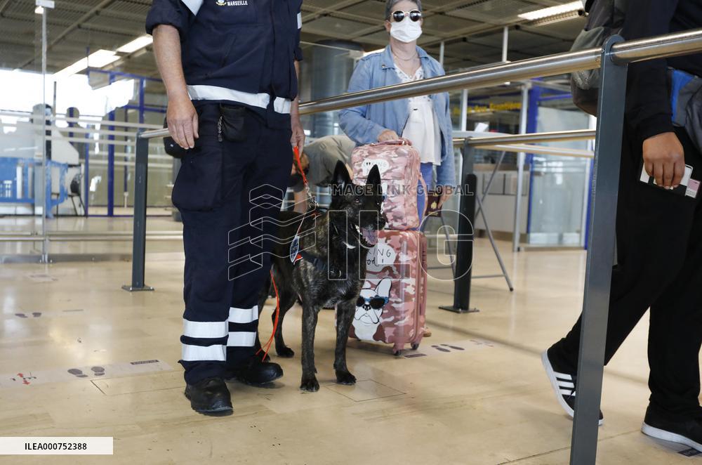 Sniffer dogs detect people infected with Covid 19 in Airport - Marseille