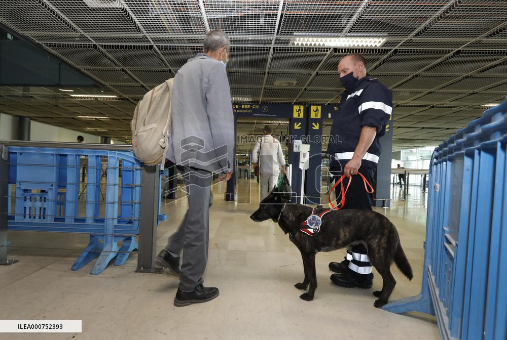 Sniffer dogs detect people infected with Covid 19 in Airport - Marseille