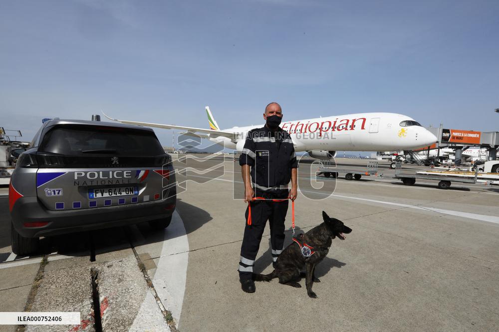 Sniffer dogs detect people infected with Covid 19 in Airport - Marseille