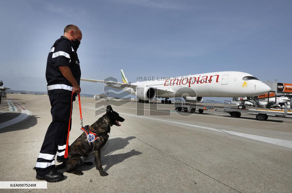 Sniffer dogs detect people infected with Covid 19 in Airport - Marseille