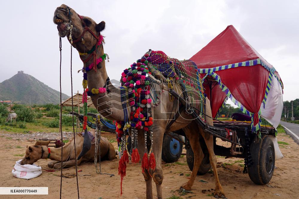 Camel In The Desert Of Pushkar - Rajasthan