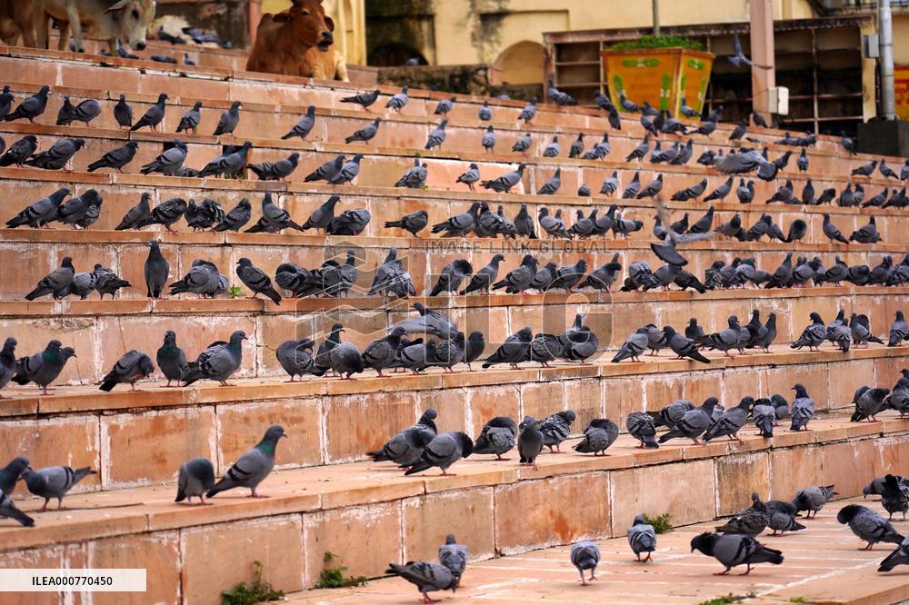 A Large Group of Pigeons At The Holy Lake of Pushkar - Rajasthan