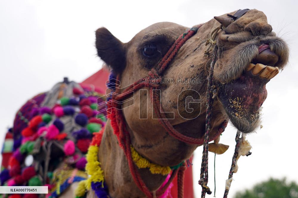 Camel In The Desert Of Pushkar - Rajasthan