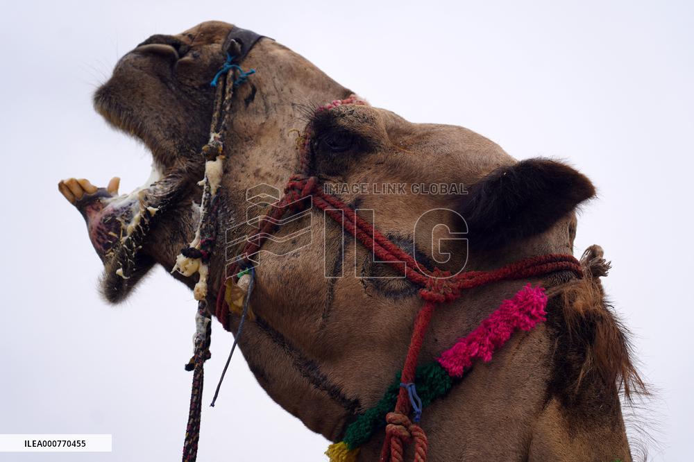 Camel In The Desert Of Pushkar - Rajasthan