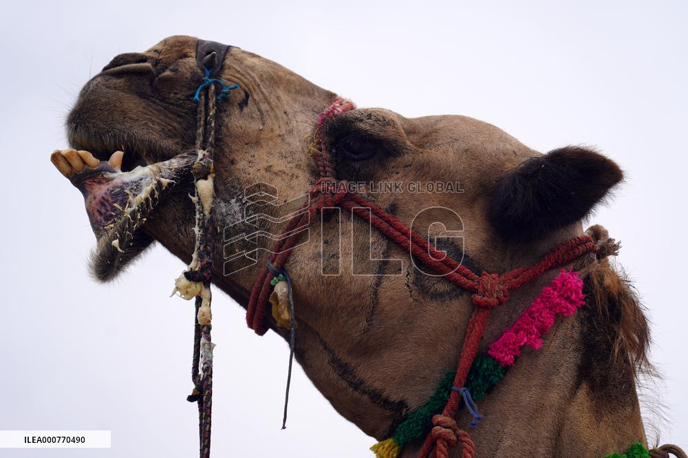 Camel In The Desert Of Pushkar - Rajasthan