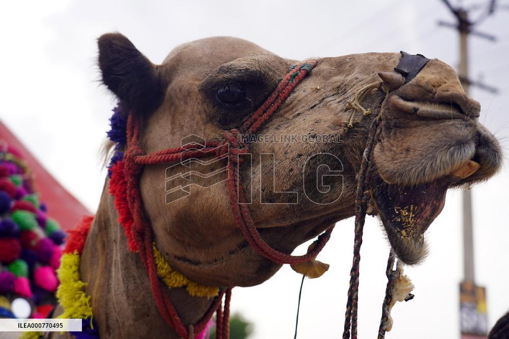 Camel In The Desert Of Pushkar - Rajasthan