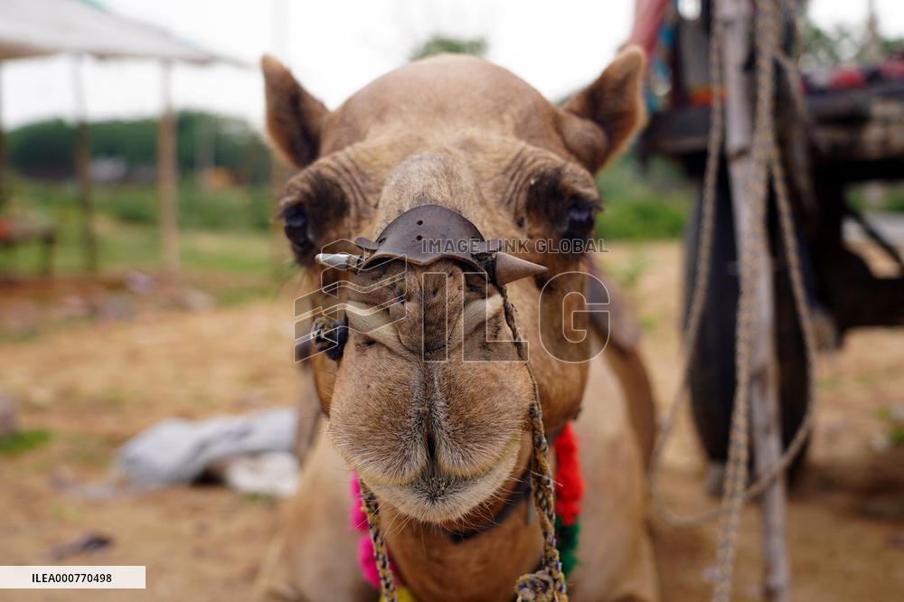 Camel In The Desert Of Pushkar - Rajasthan