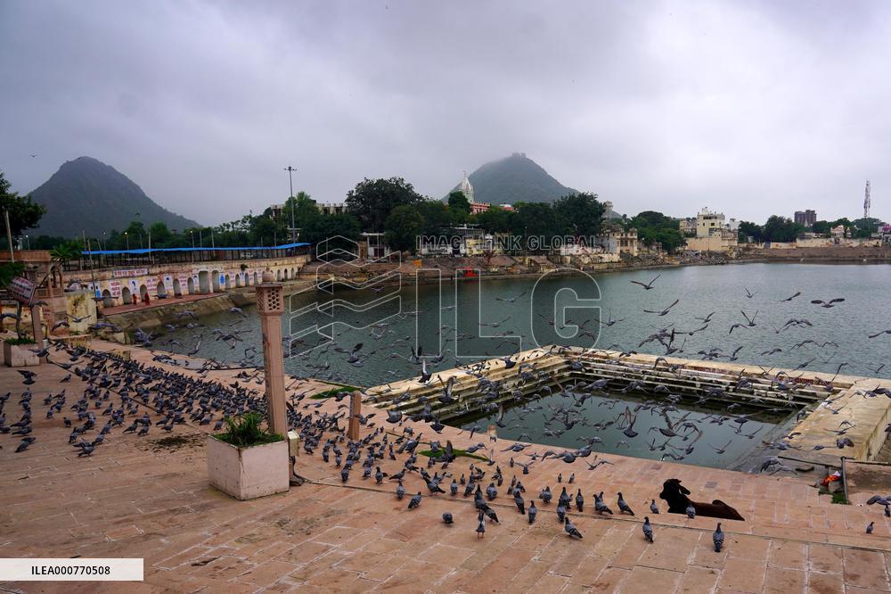 A Large Group of Pigeons At The Holy Lake of Pushkar - Rajasthan