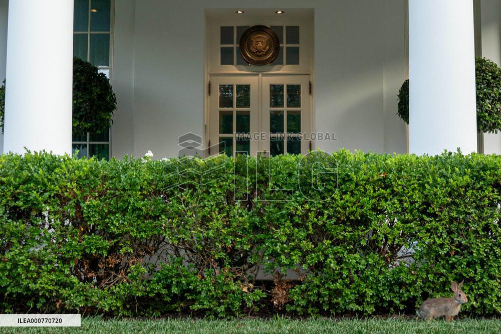 West Wing White House Rabbit