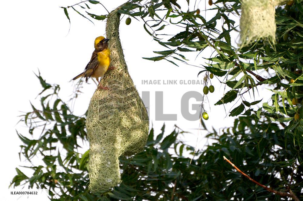 Nests of Baya weaver - India