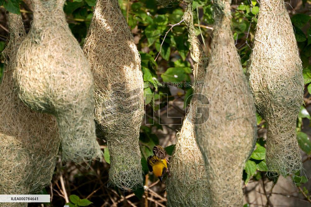 Nests of Baya weaver - India