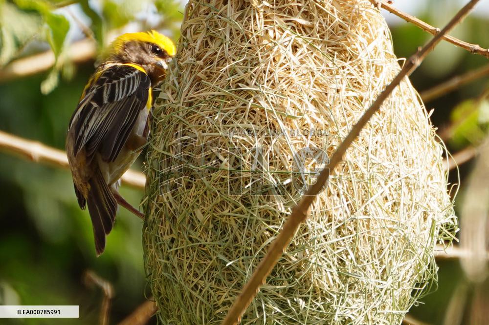 Nests of Baya weaver - India
