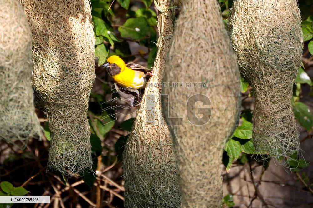 Nests of Baya weaver - India