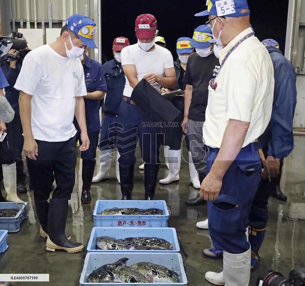 First pufferfish auction of season in western Japan