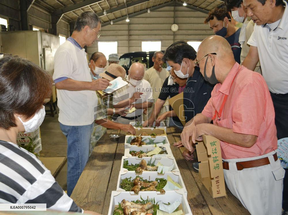 "Matsutake" mushrooms at Wakayama market