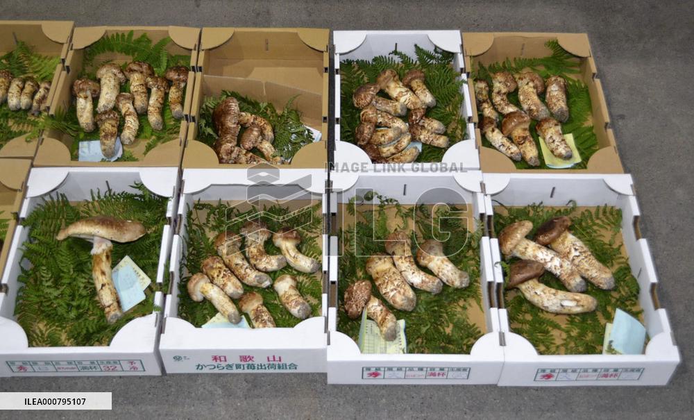 "Matsutake" mushrooms at Wakayama market