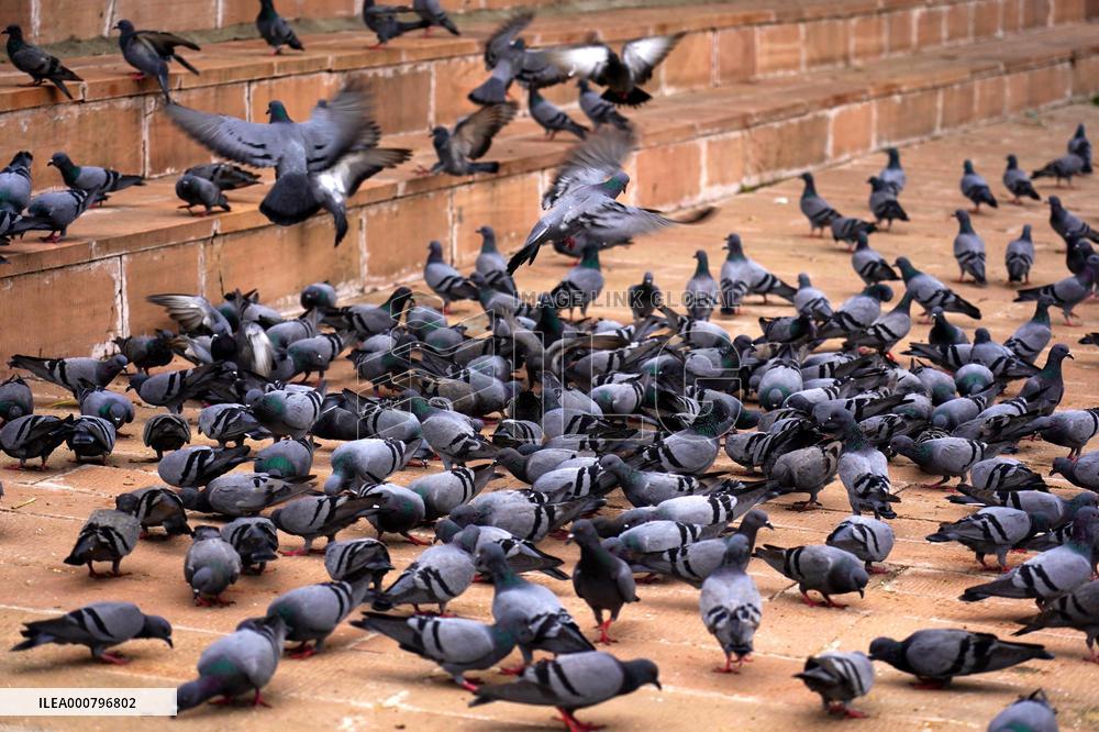 A Large Group of Pigeons At The Holy Lake of Pushkar - Rajasthan