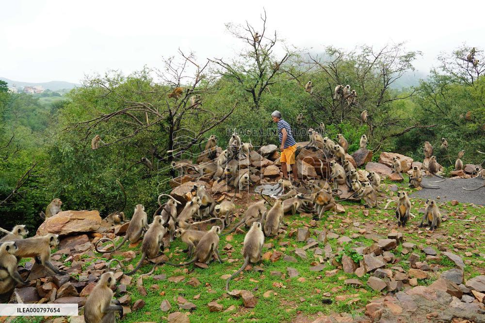 A Man Feeds Monkeys - Rajasthan