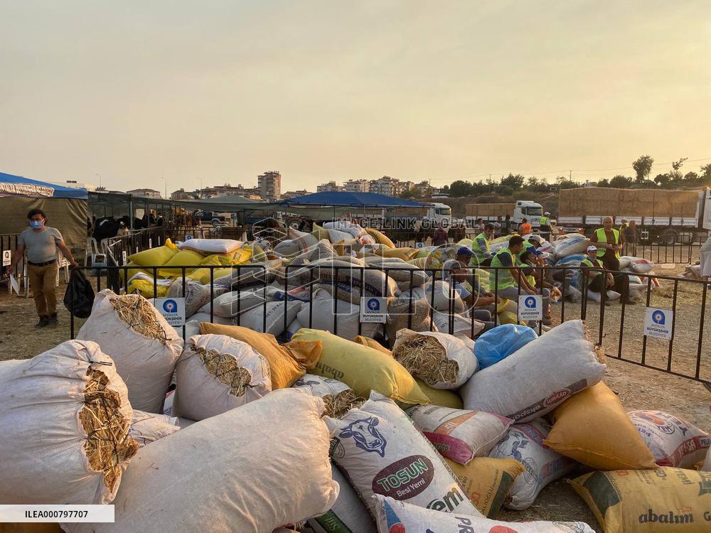 Wildfires in Turkey - Manavgat