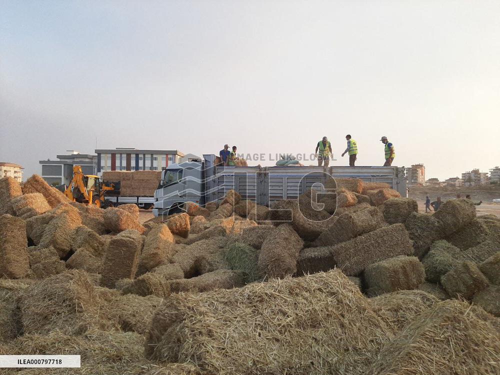 Wildfires in Turkey - Manavgat