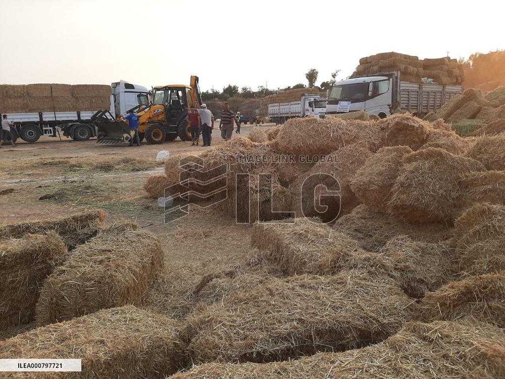 Wildfires in Turkey - Manavgat