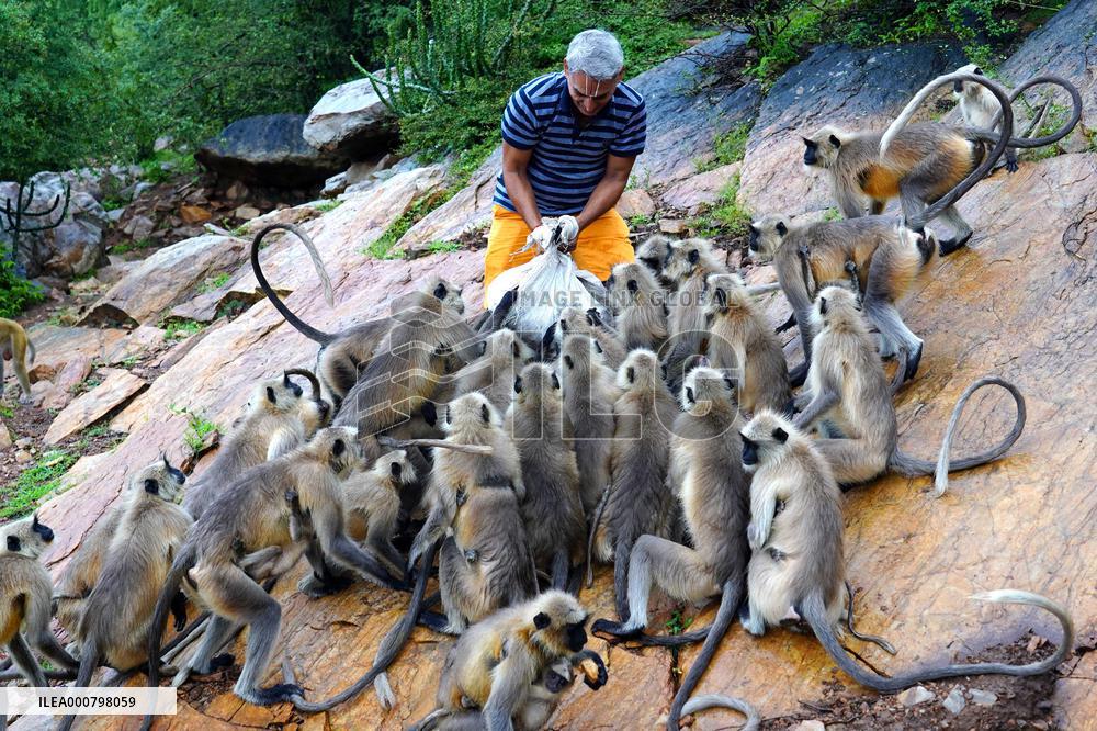 A Man Feeds Monkeys - Rajasthan