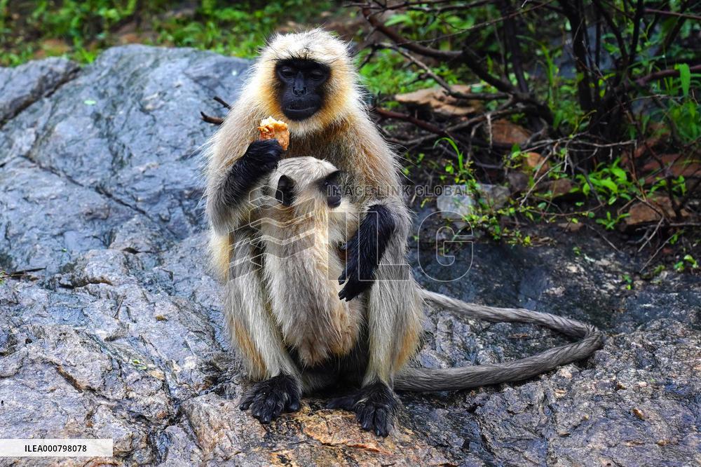 A Man Feeds Monkeys - Rajasthan