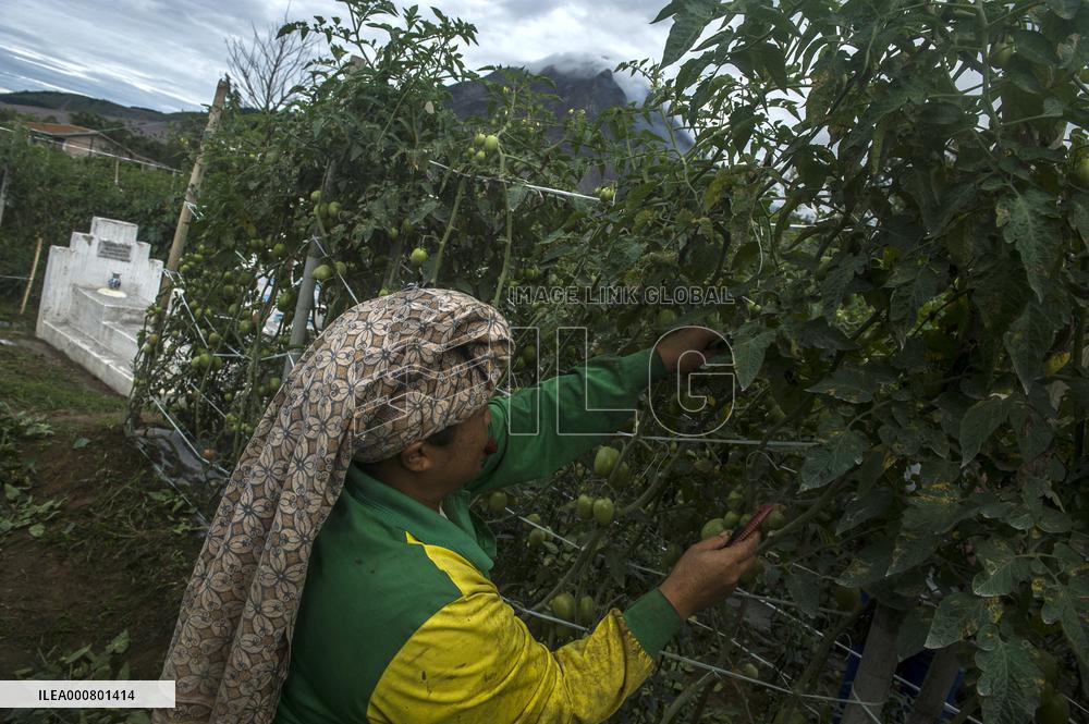 Sinabung Volcano Eruption Aftermath - Sumatra