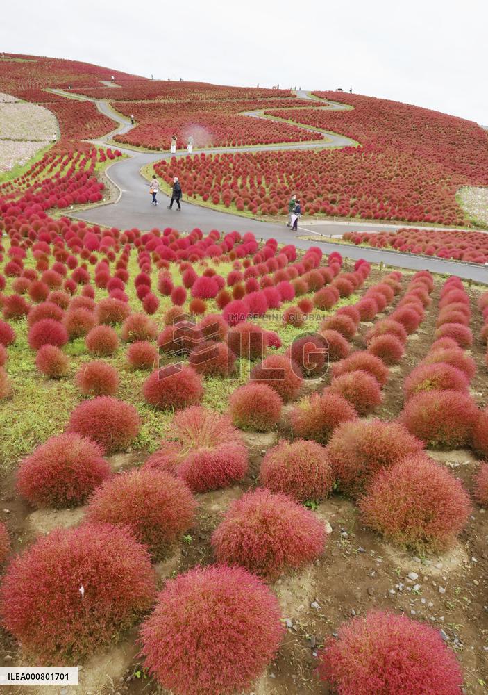 Kochia at seaside park in eastern Japan