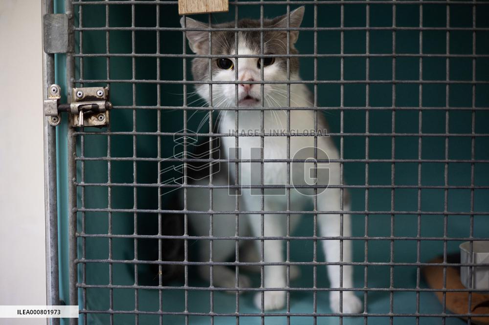 Abandoned Animals At The SPA - Vaux-le-Penil