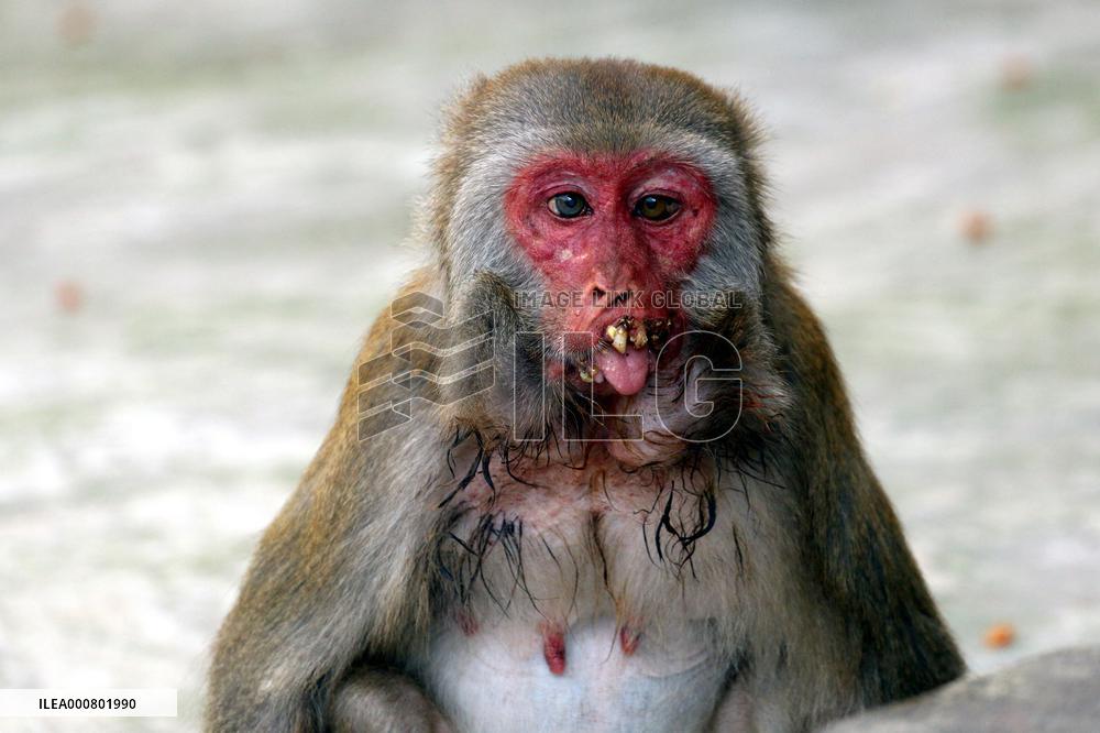 Primates That Live In Gandaria Are Attraction For Tourists - Bangladesh