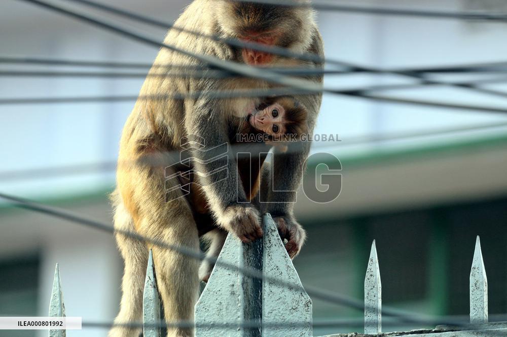 Primates That Live In Gandaria Are Attraction For Tourists - Bangladesh