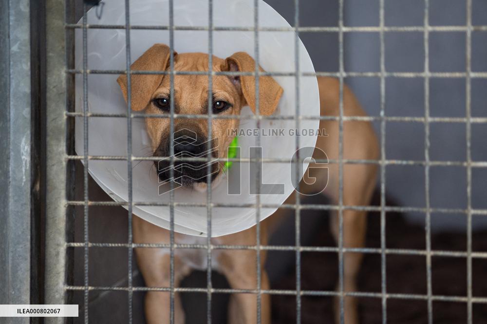 Abandoned Animals At The SPA - Vaux-le-Penil