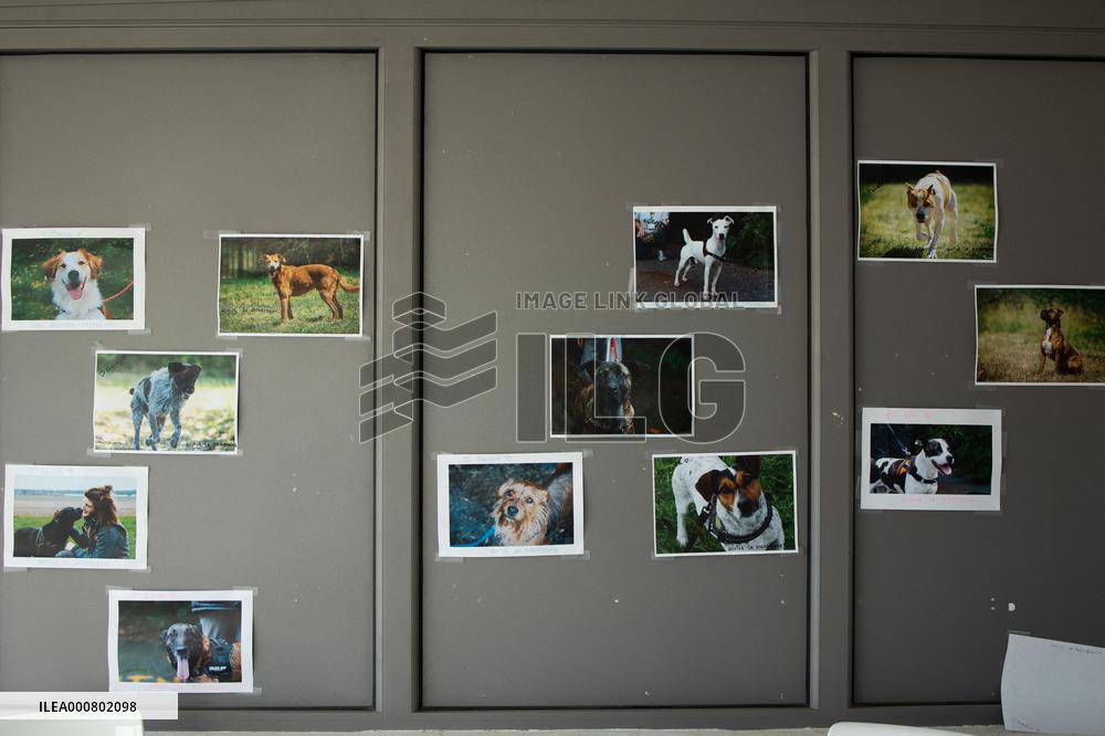 Abandoned Animals At The SPA - Vaux-le-Penil