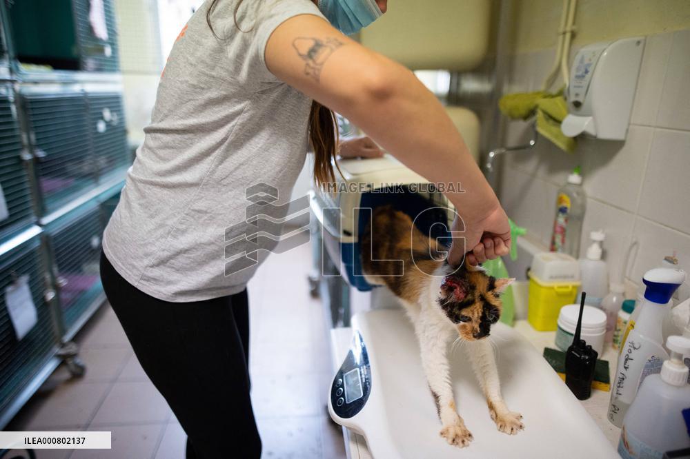 Abandoned Animals At The SPA - Vaux-le-Penil