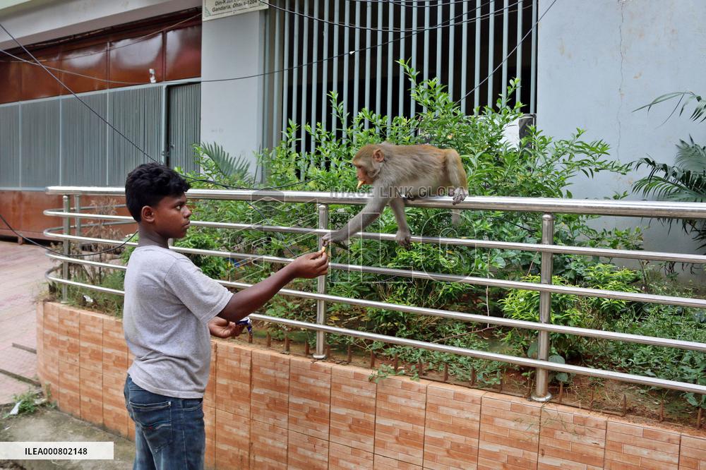 Primates That Live In Gandaria Are Attraction For Tourists - Bangladesh