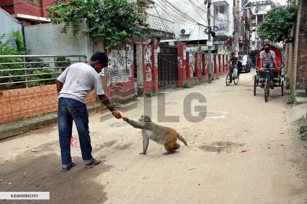 Primates That Live In Gandaria Are Attraction For Tourists - Bangladesh