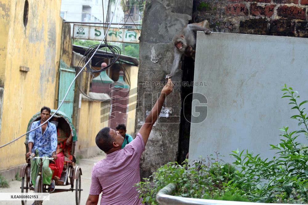 Primates That Live In Gandaria Are Attraction For Tourists - Bangladesh