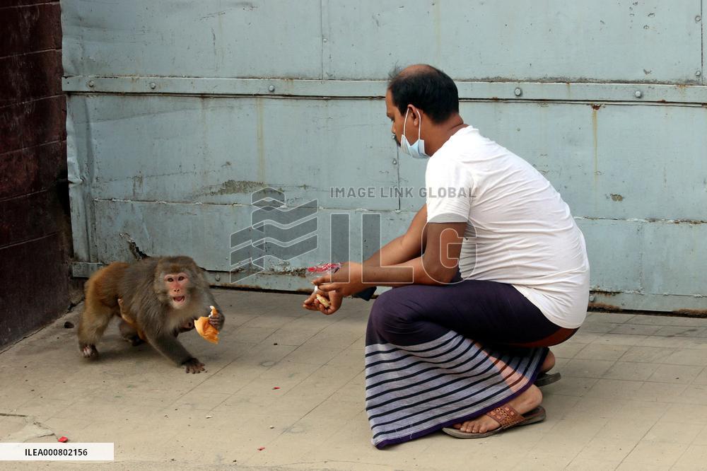 Primates That Live In Gandaria Are Attraction For Tourists - Bangladesh