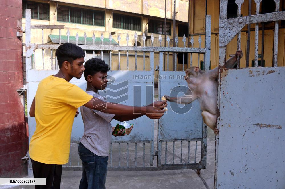 Primates That Live In Gandaria Are Attraction For Tourists - Bangladesh