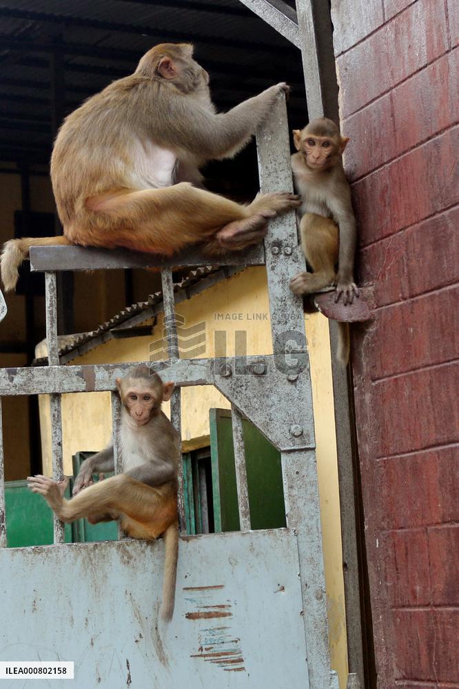 Primates That Live In Gandaria Are Attraction For Tourists - Bangladesh