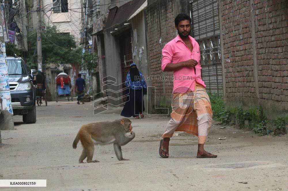 Primates That Live In Gandaria Are Attraction For Tourists - Bangladesh