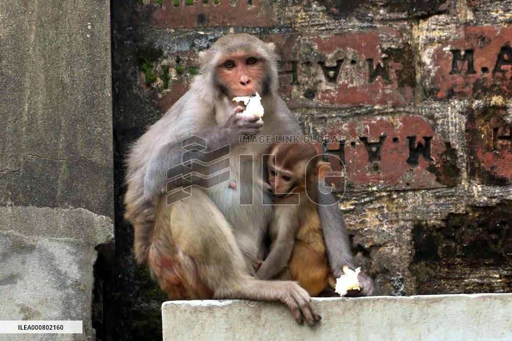 Primates That Live In Gandaria Are Attraction For Tourists - Bangladesh