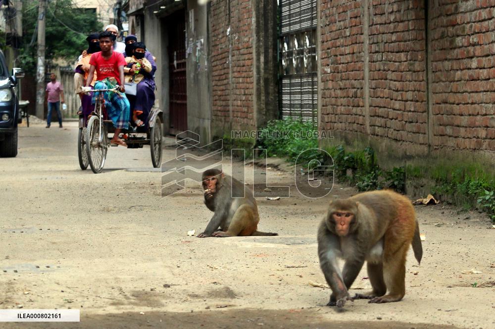Primates That Live In Gandaria Are Attraction For Tourists - Bangladesh
