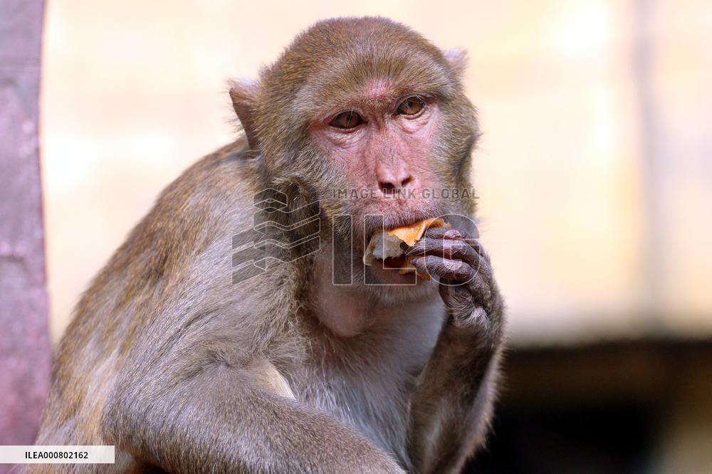 Primates That Live In Gandaria Are Attraction For Tourists - Bangladesh