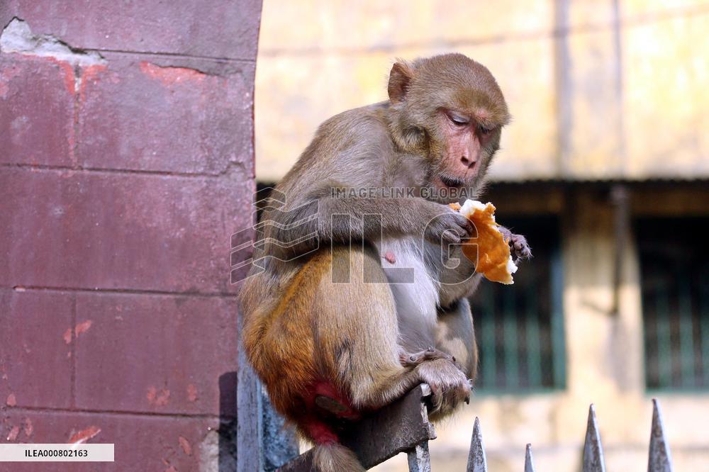 Primates That Live In Gandaria Are Attraction For Tourists - Bangladesh