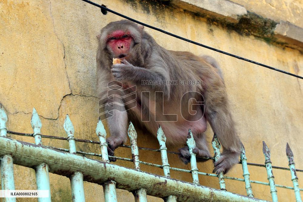 Primates That Live In Gandaria Are Attraction For Tourists - Bangladesh