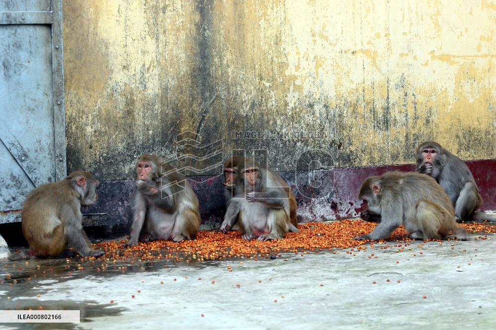 Primates That Live In Gandaria Are Attraction For Tourists - Bangladesh