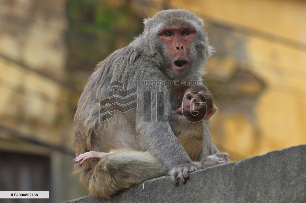 Primates That Live In Gandaria Are Attraction For Tourists - Bangladesh