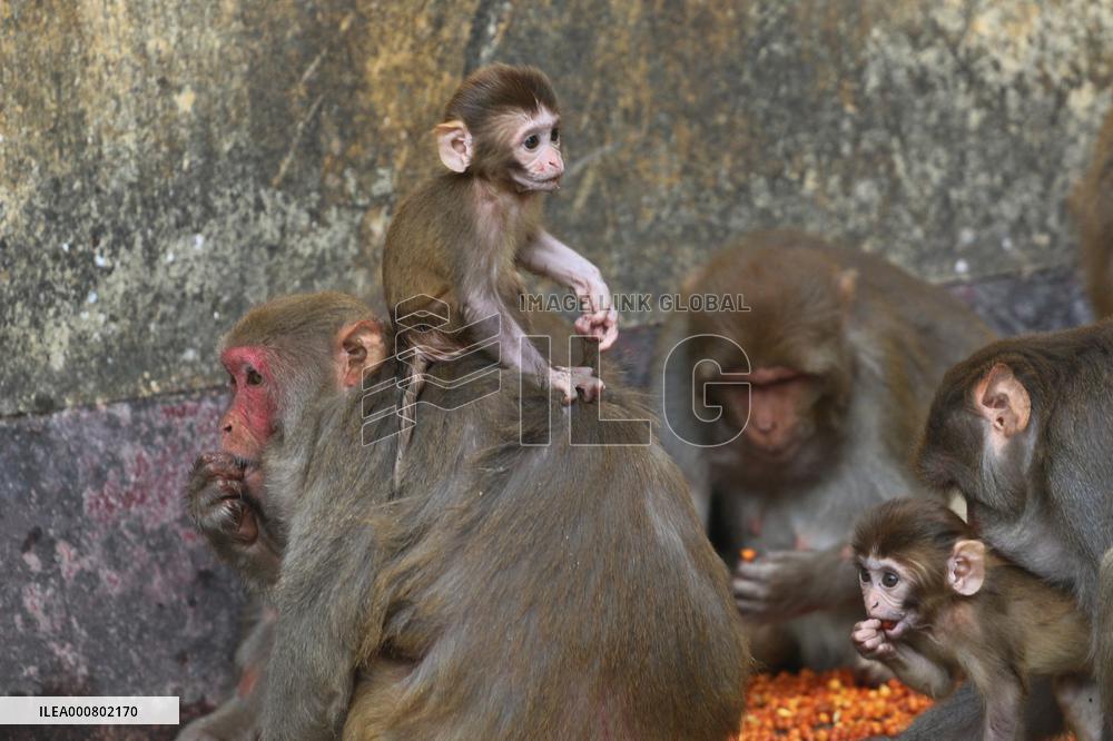 Primates That Live In Gandaria Are Attraction For Tourists - Bangladesh
